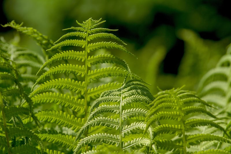Fern Leaf